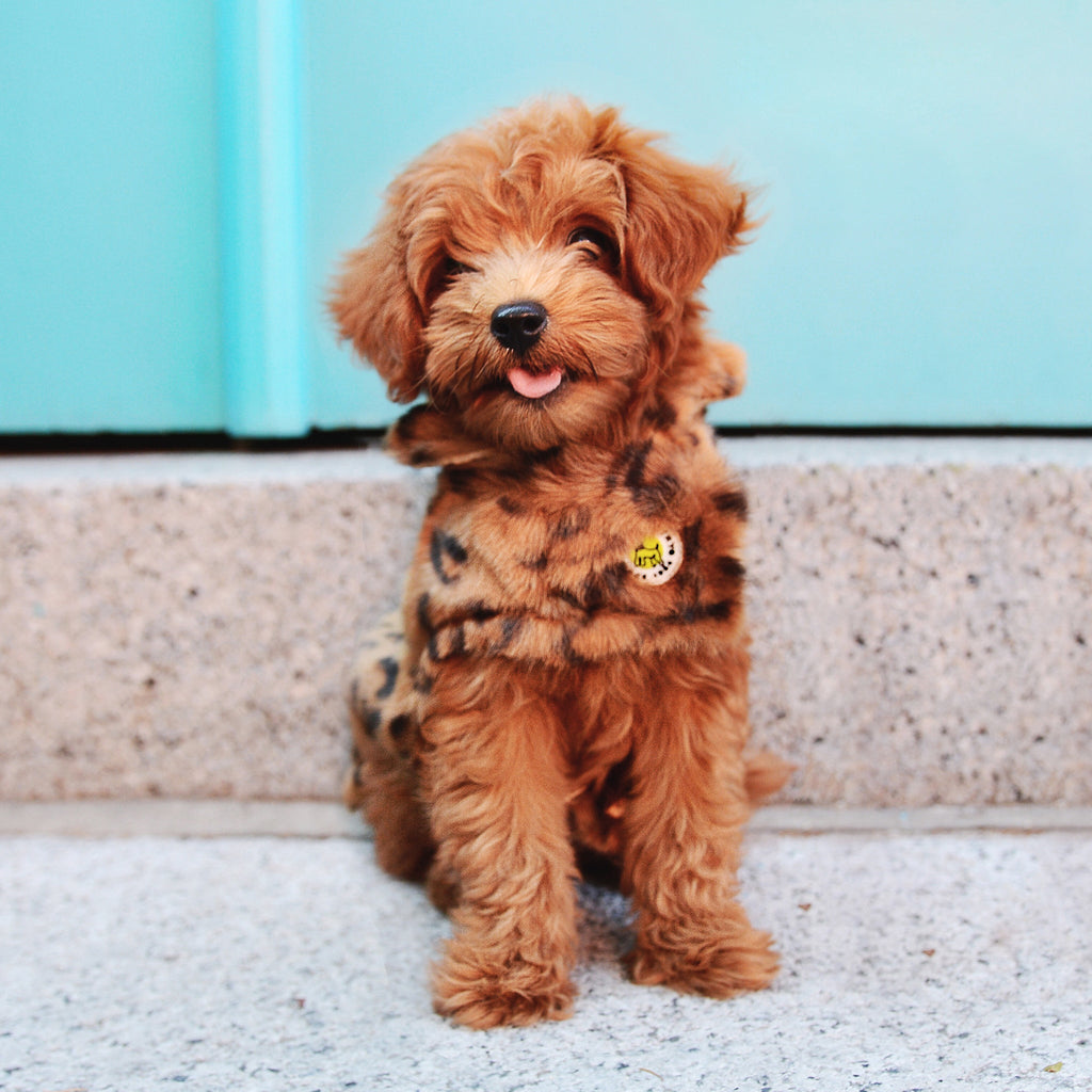 Small brown dog wearing a leopard print outfit sitting on a stone surface with a light blue wall in the background.