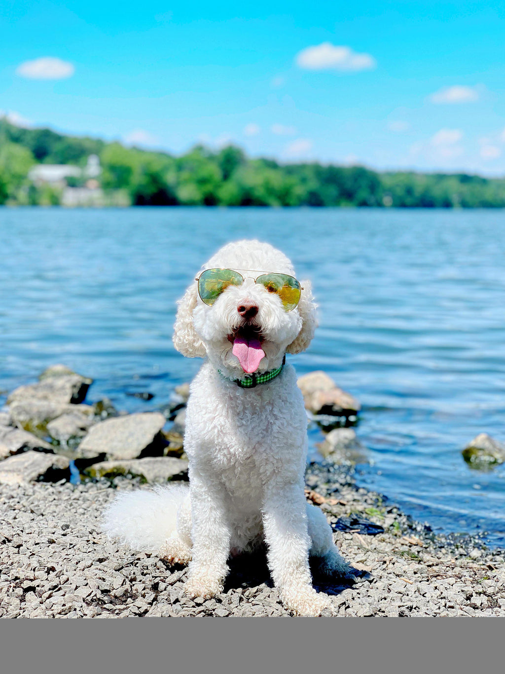 Lime Gingham Dog Collar