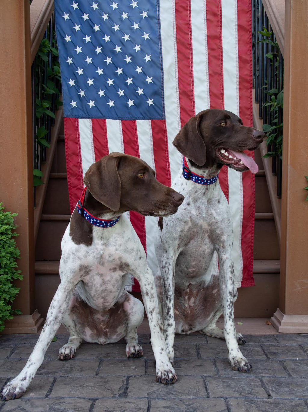 New Stars Dog Collar