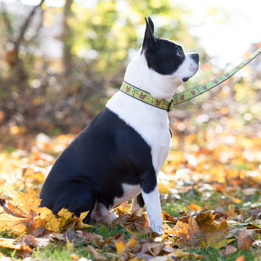 Black and white dog on a leash in an autumn setting with leaves and blurred trees in the background