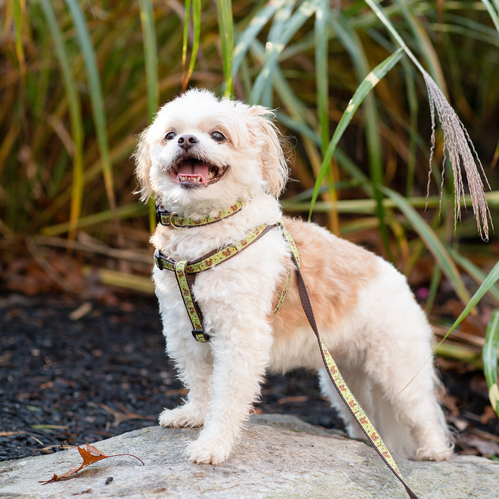 Small dog on a leash standing on a rock with greenery in the background
