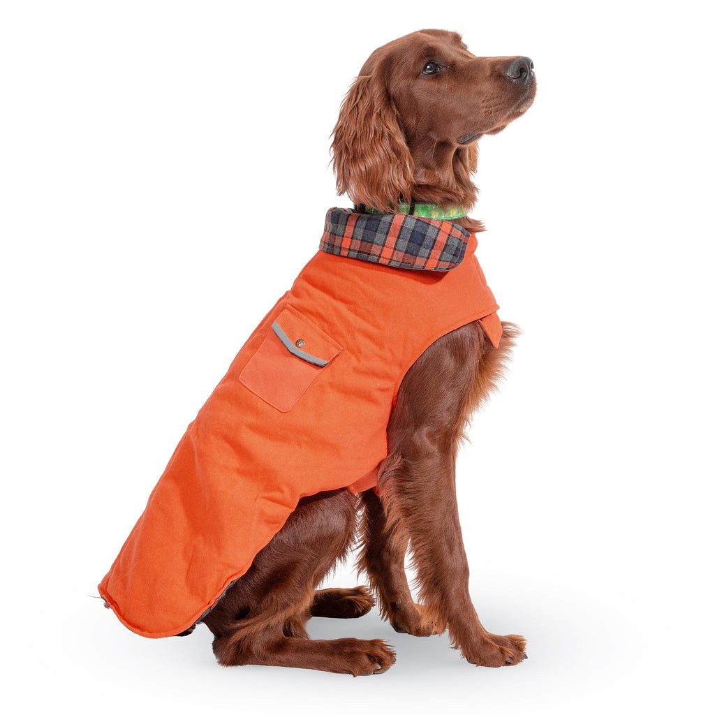 Dog wearing an orange coat with a plaid collar on a white background