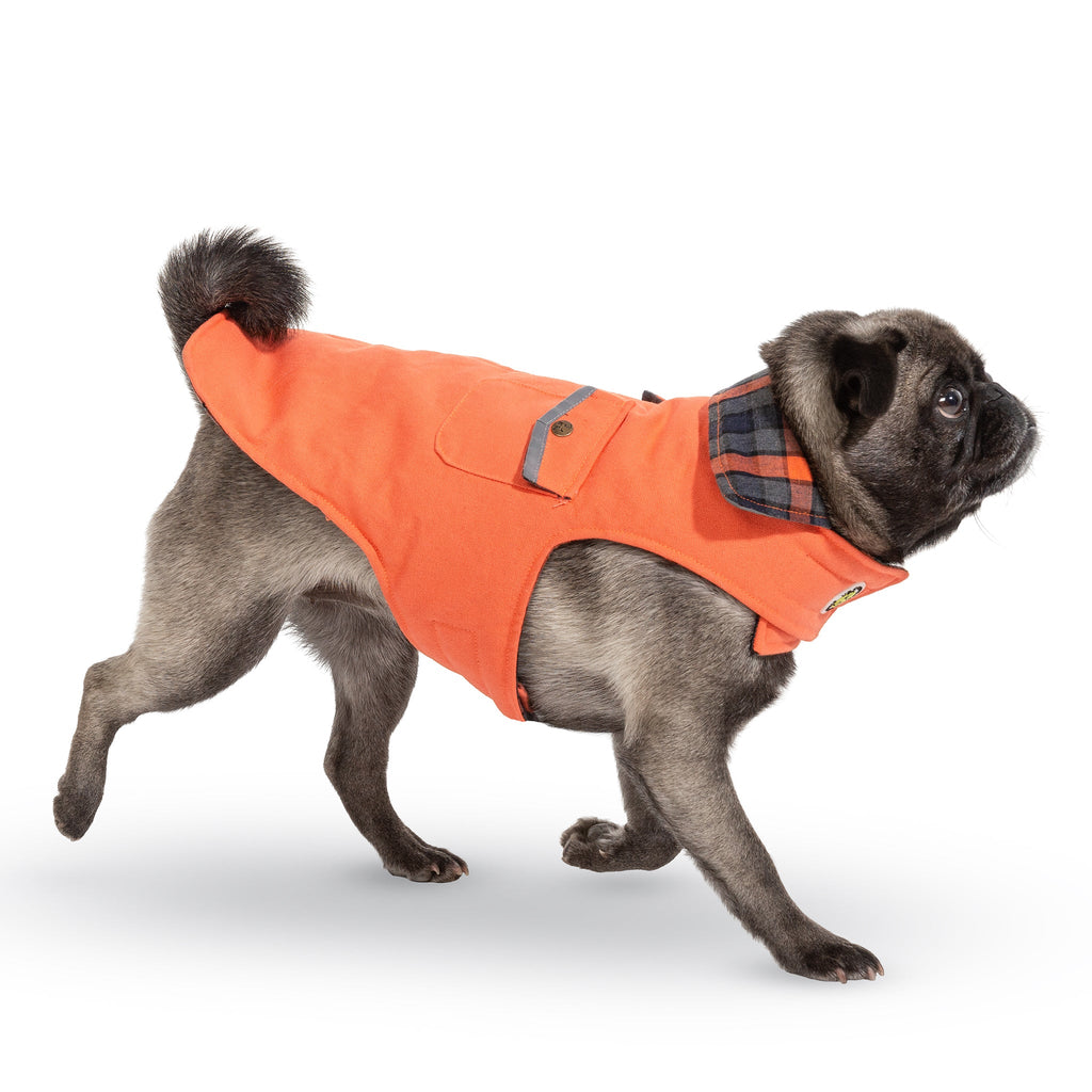 Pug wearing an orange coat with plaid lining on a white background