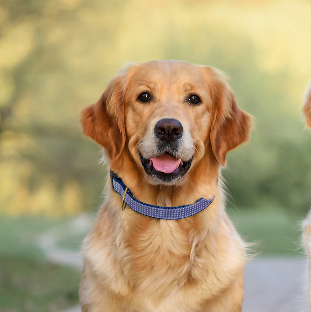 Purple Gingham Wide Dog Collar