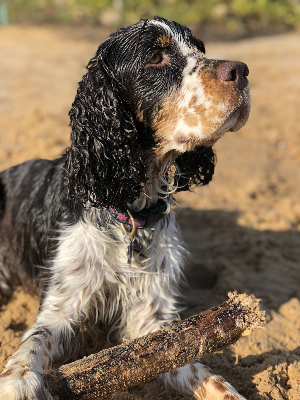 Pink Garden Dog Collar