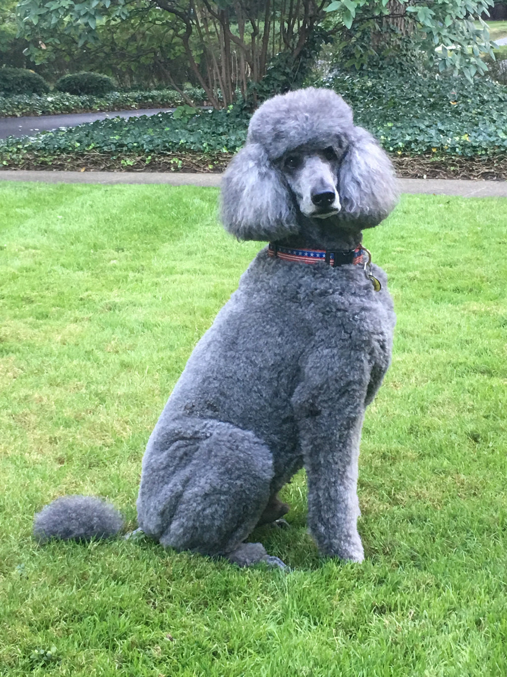 Stars and Stripes Dog Collar