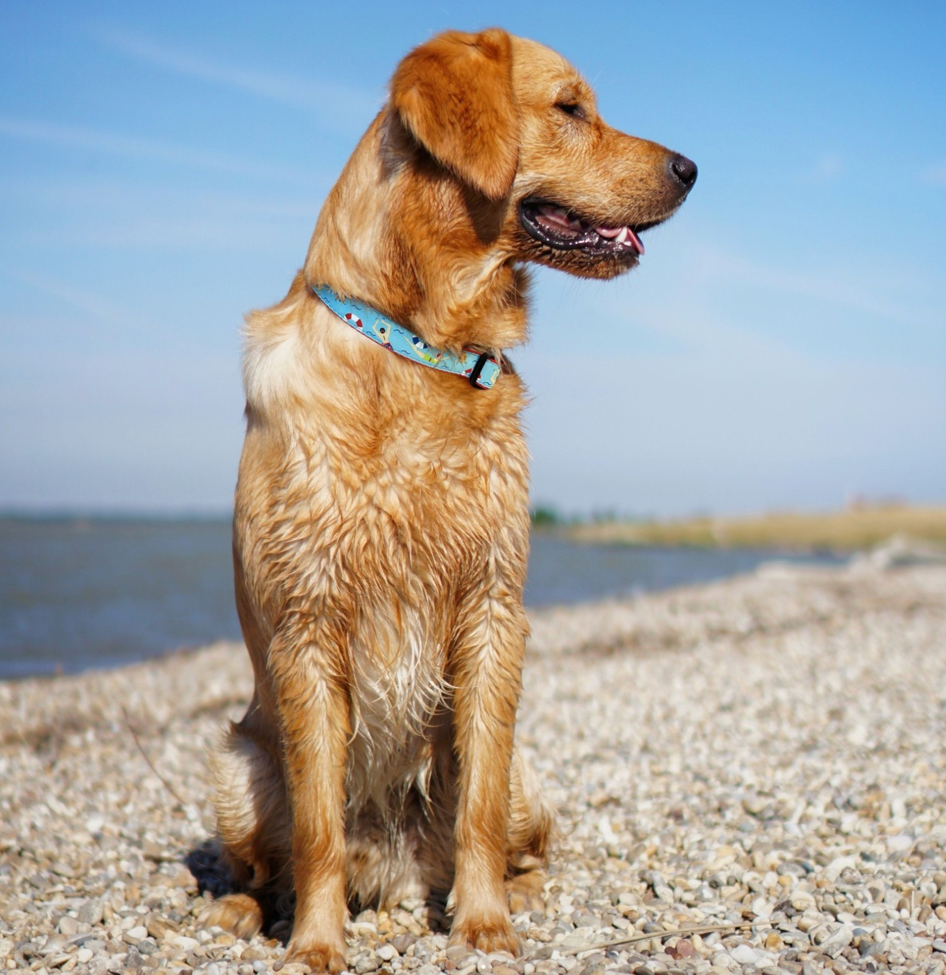 Swim Time Narrow Dog Collar