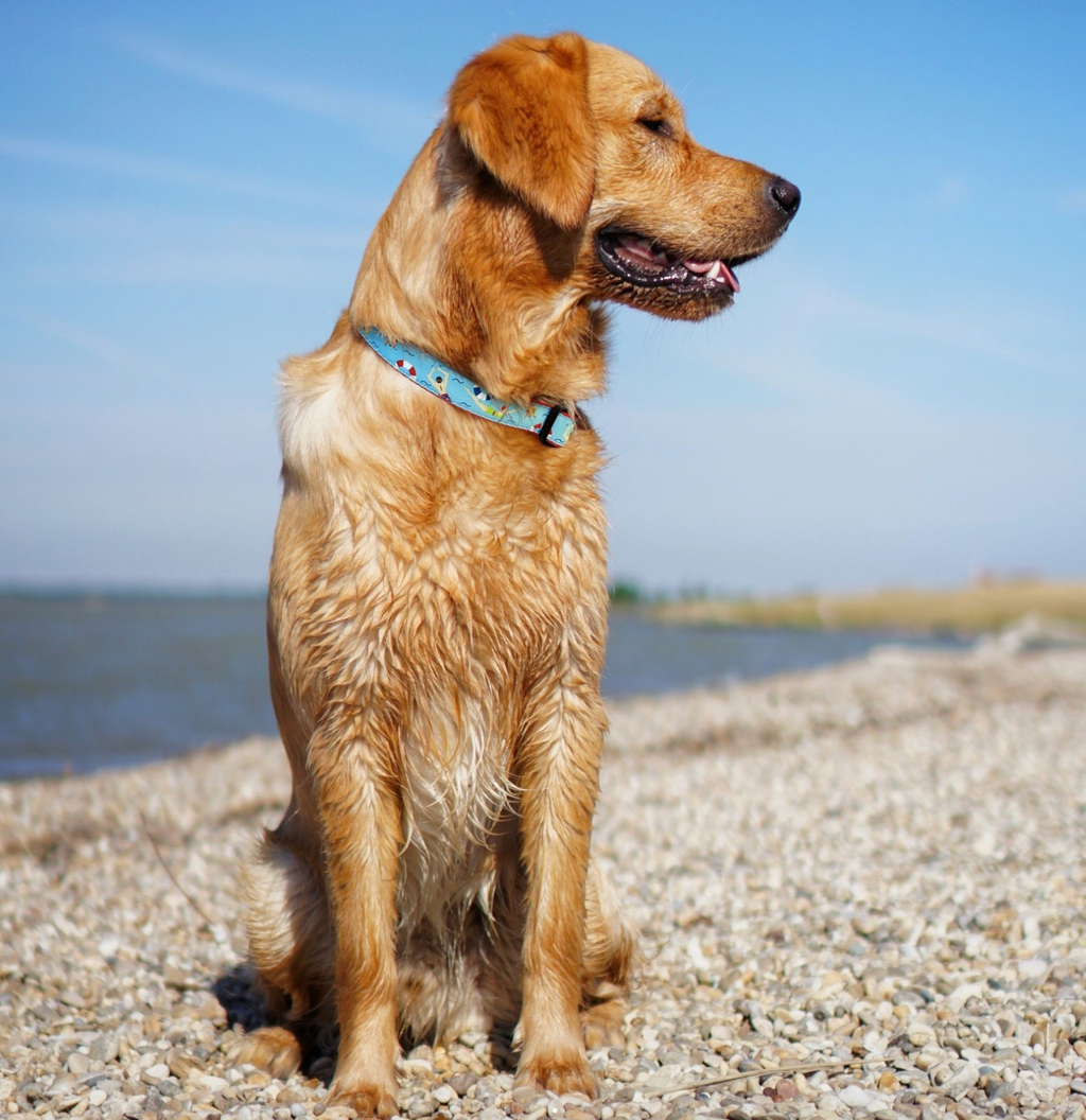 Swim Time Wide Dog Collar