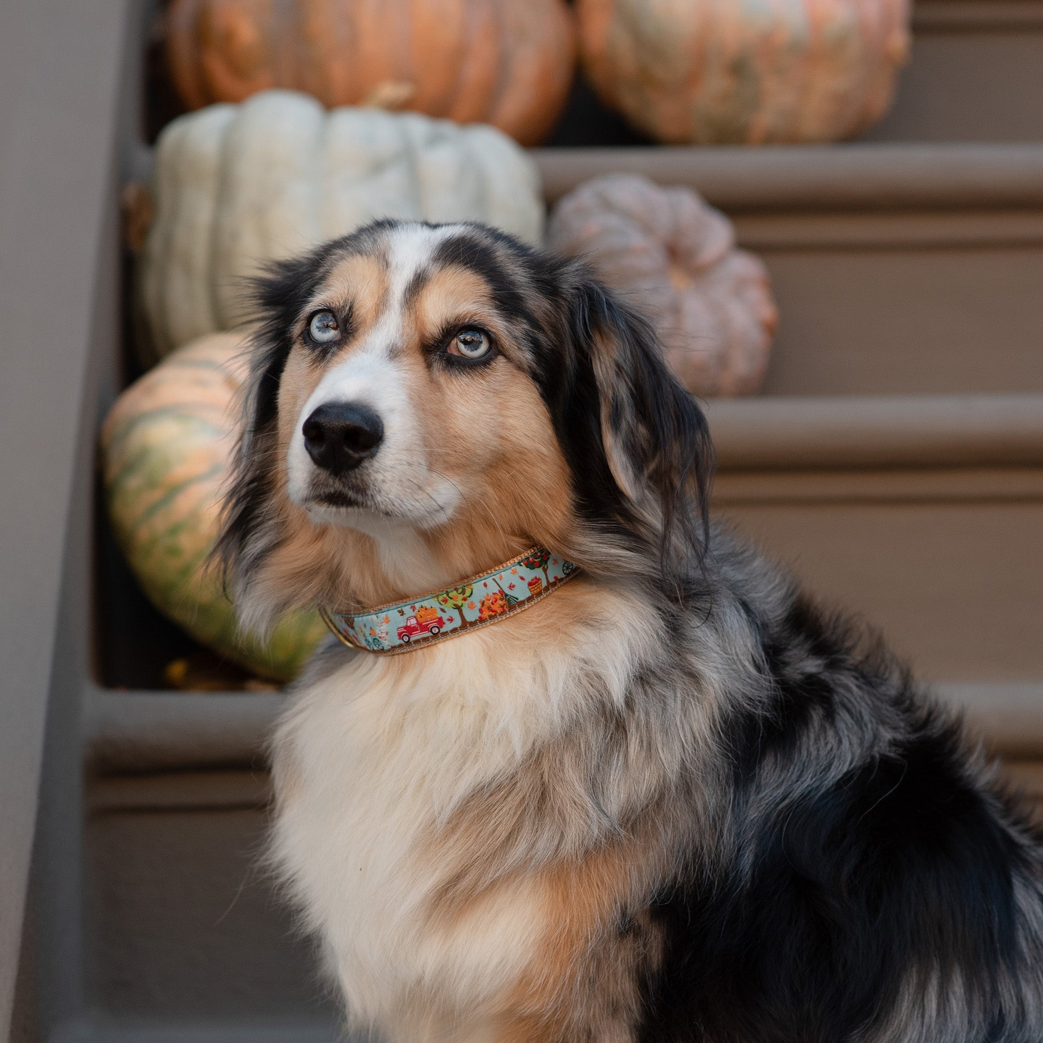 To the Orchard Narrow Dog Collar