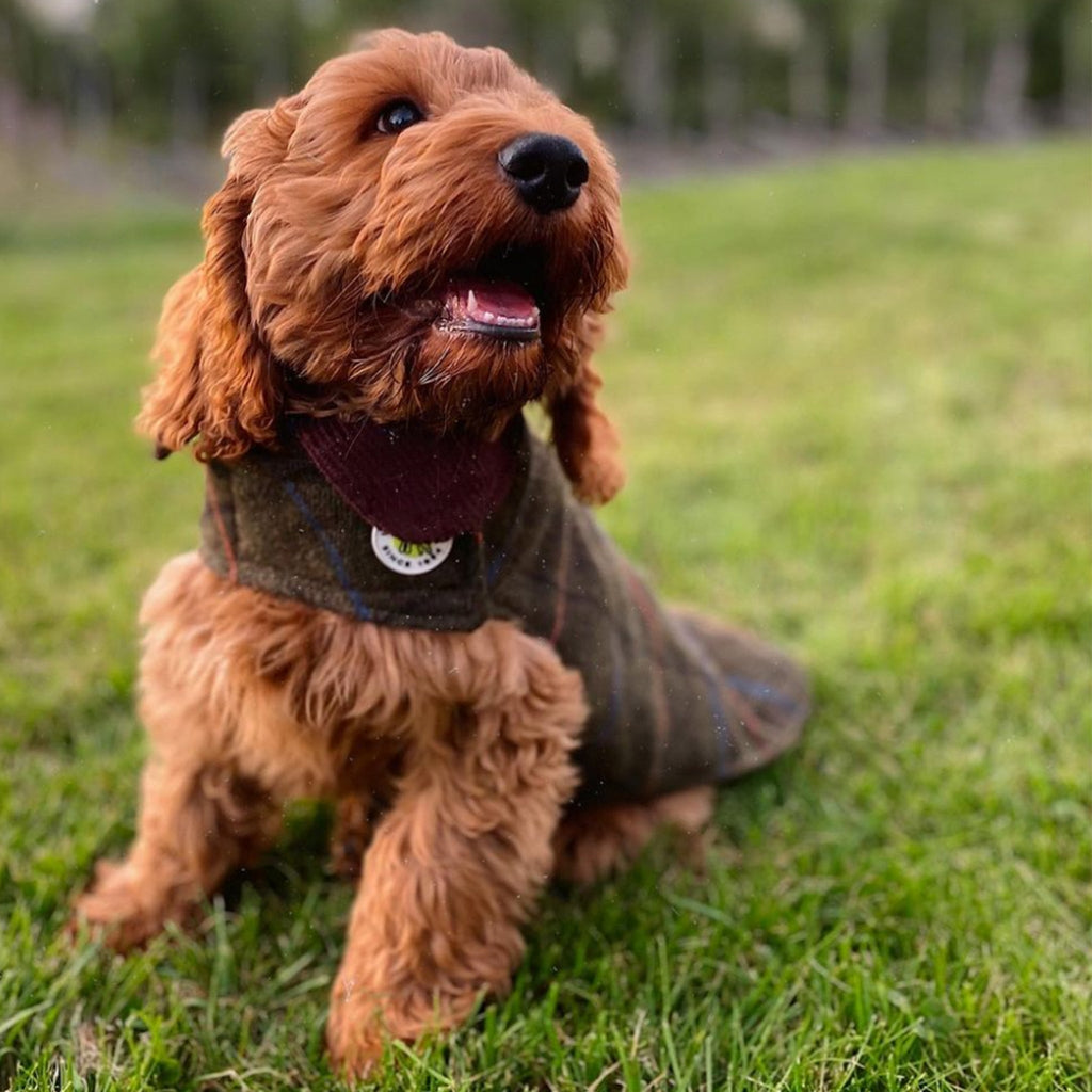Brown dog wearing a sweater sitting on grass