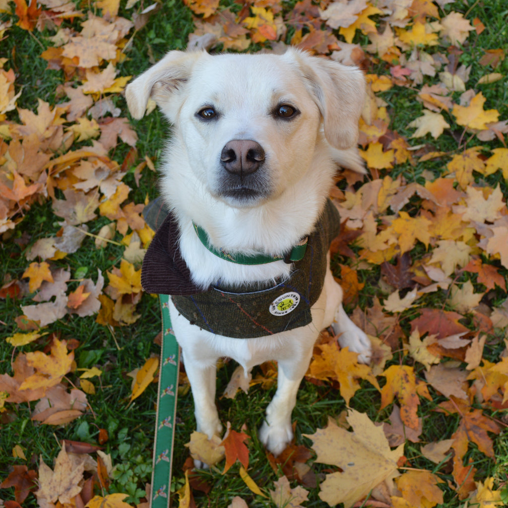 Dog wearing a sweater standing on a bed of autumn leaves