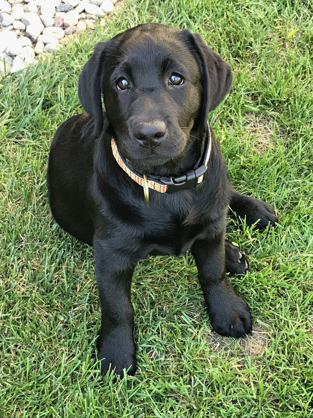 Up Country Plaid Dog Collar