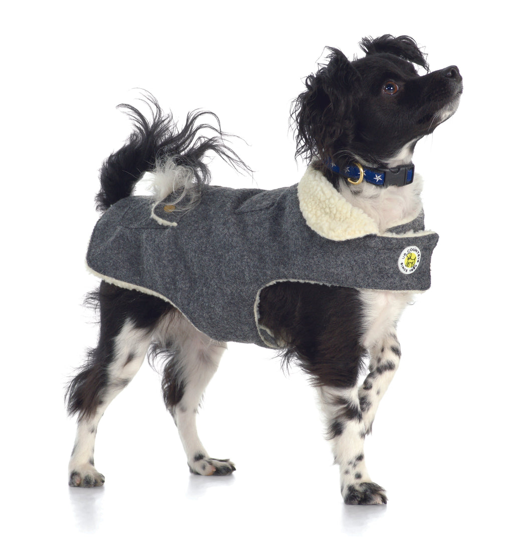 Dog wearing a gray fleece coat with a white collar on a white background