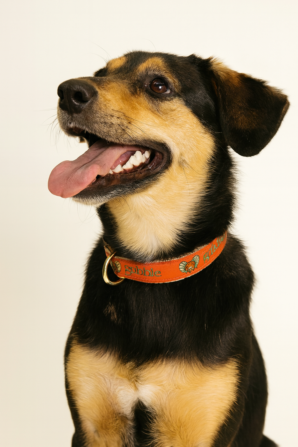 Gobble Dog Collar