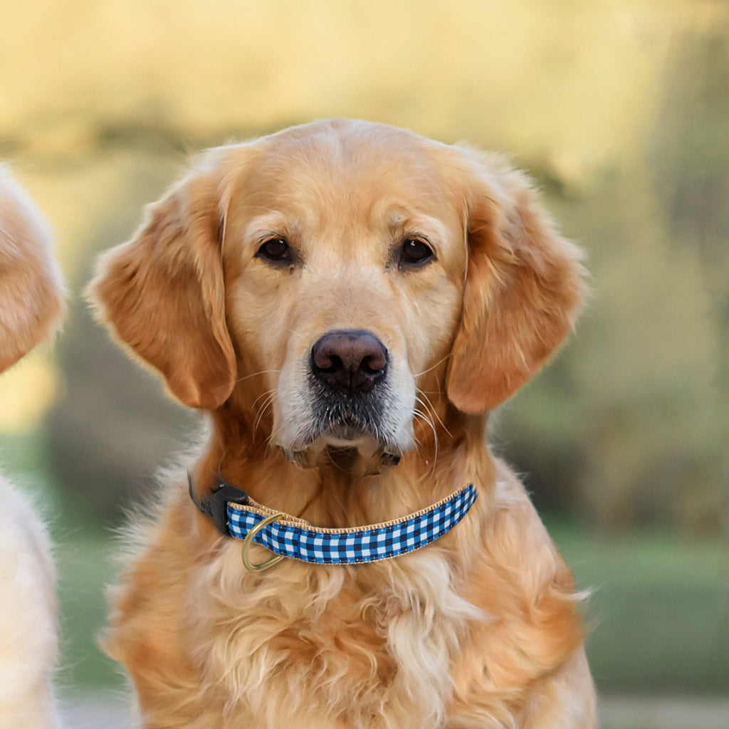 Navy Gingham Dog Collar