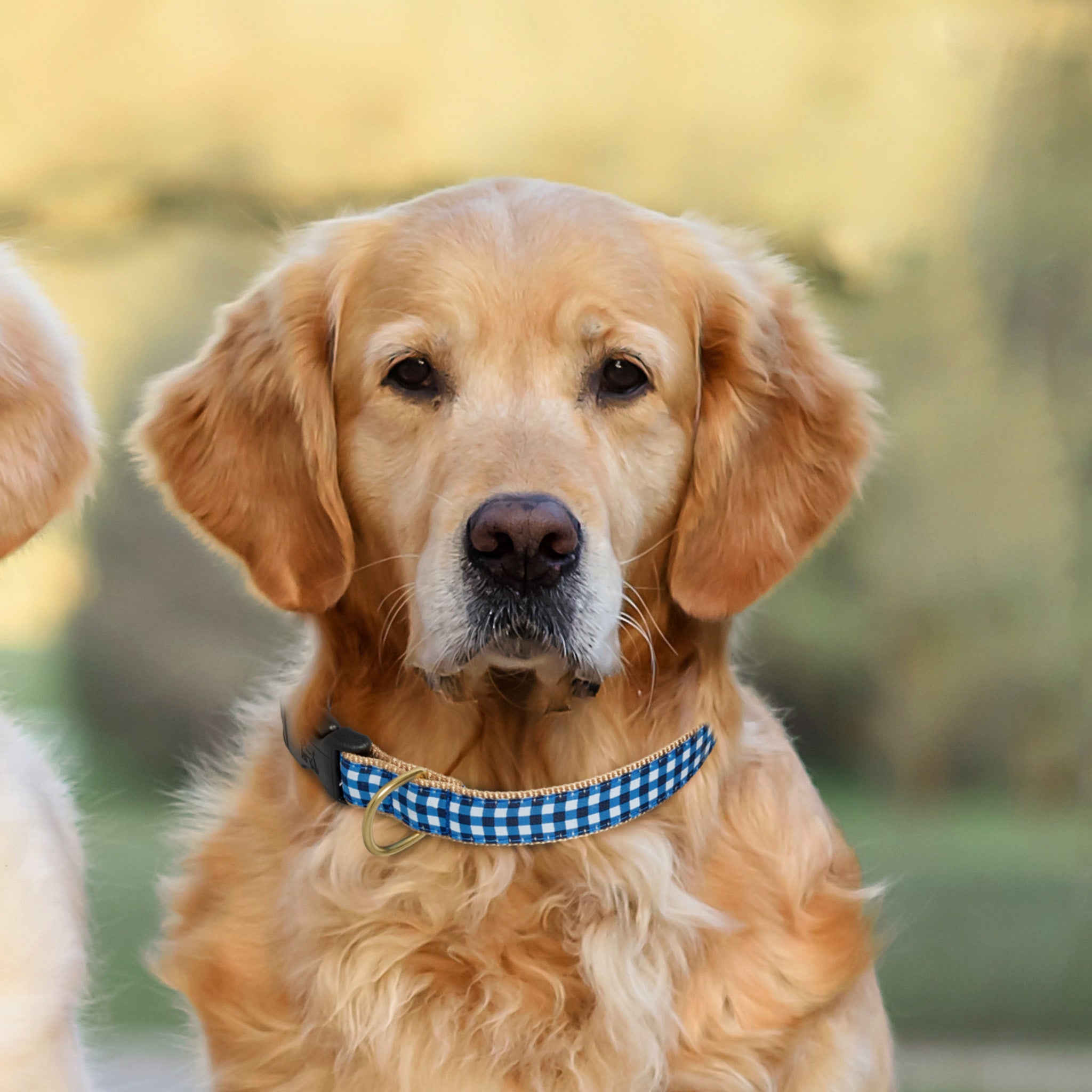 Navy Gingham Dog Collar